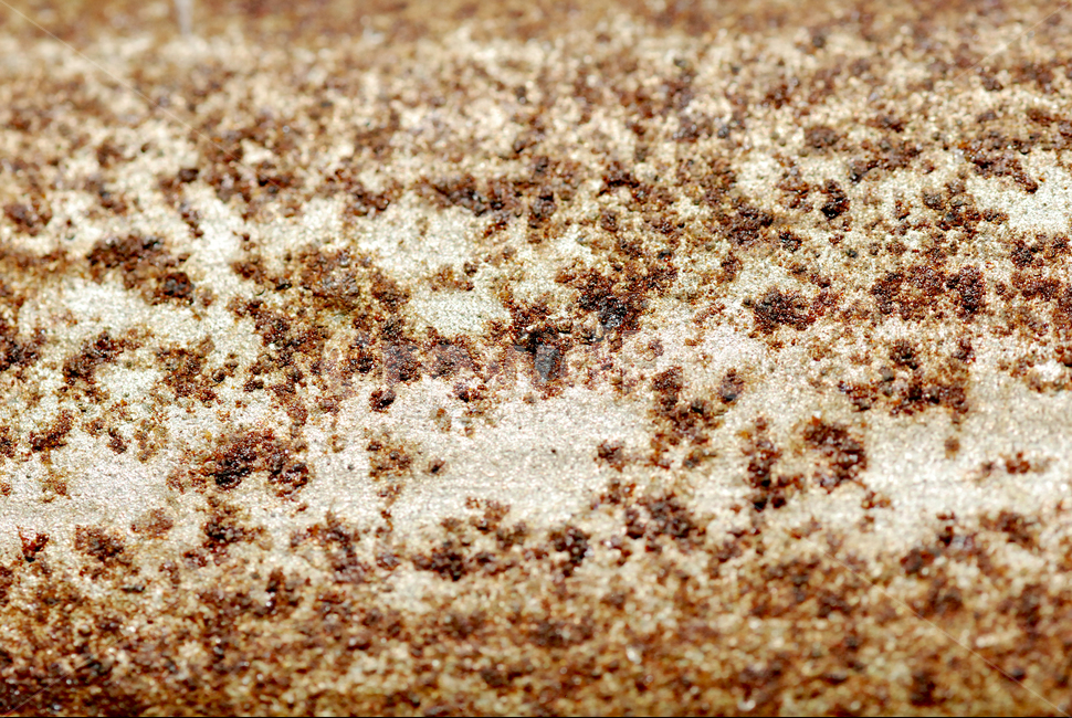 질감,텍스쳐,배경,자연,털,텍스처,질감,패턴,texture,pattern