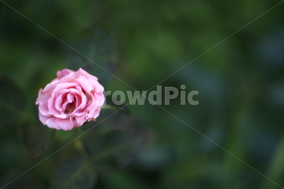 flower,꽃,blossom,rose,장미,식물,plant,식물,자연,plants,nature,꽃,flower
