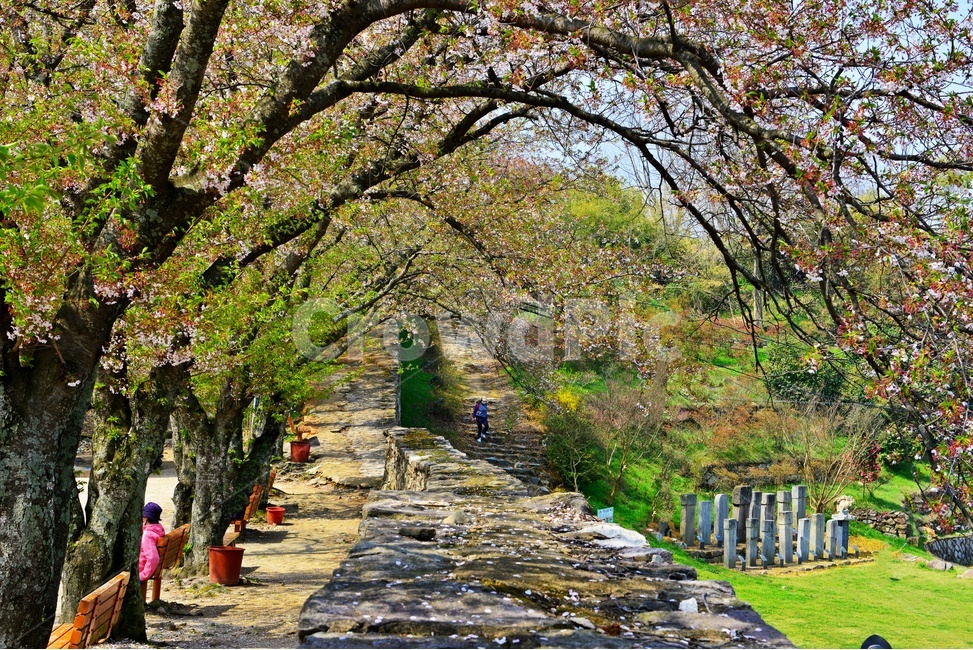 고창,고창읍성,모양성,봄,벚꽃,계절,scenery,풍경,landscape,경치,nature,자연,outdoors,옥외,plant,식물,flower,blossom,꽃,human,인간,person,사람