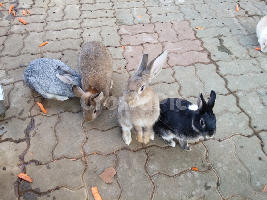 토끼,동물,아기토끼,animal,rabbit,귀여운,cute,털,귀,ear,동물원,zoo,포유류,동물,animal,포유류,mammal