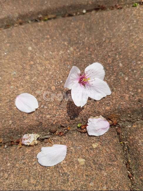 분홍색,계절,길거리,산책,자연,벚꽃,공원,꽃잎,꽃,봄