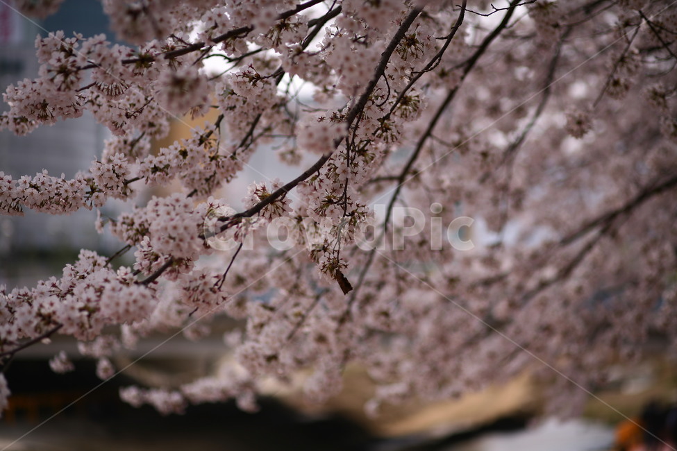 plant,식물,flower,꽃,blossom,벚꽃,봄,식물,자연,plants,nature,꽃,flower