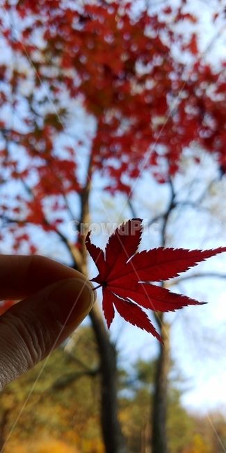가을,가을단풍,가을빛,가을느낌,단풍잎,plant,식물,leaf,잎,tree,나무,maple,단풍,가을,계절,fall,autumn,season