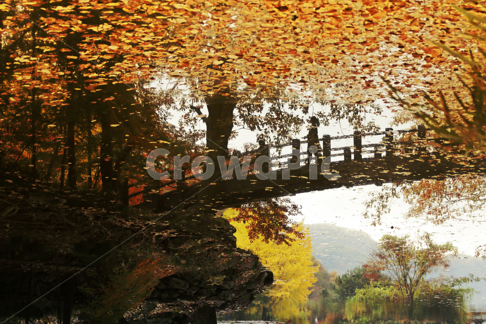 가을,자연,낙엽,풍경,다리,가을,계절,fall,autumn,season,water,물,outdoors,옥외,nature