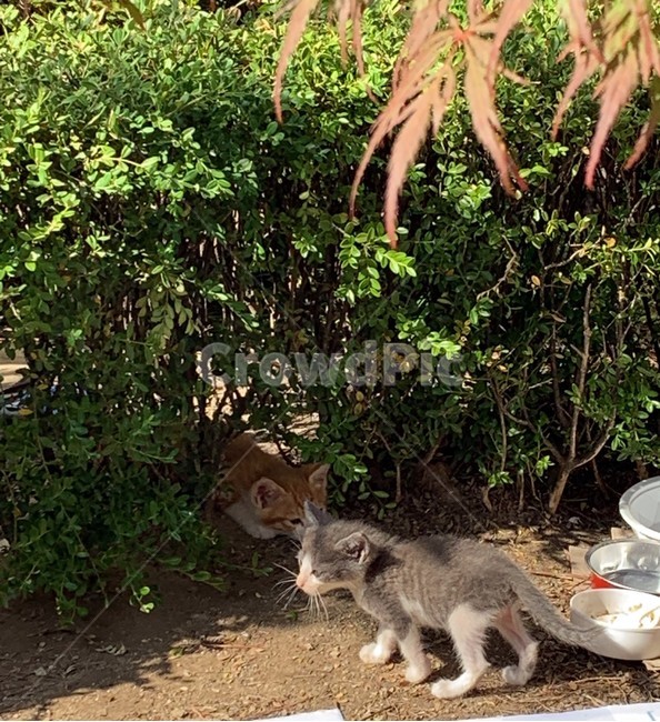 길고양이,검정고양이,노란색고양이,고양이들,고양이새끼,아기고양이