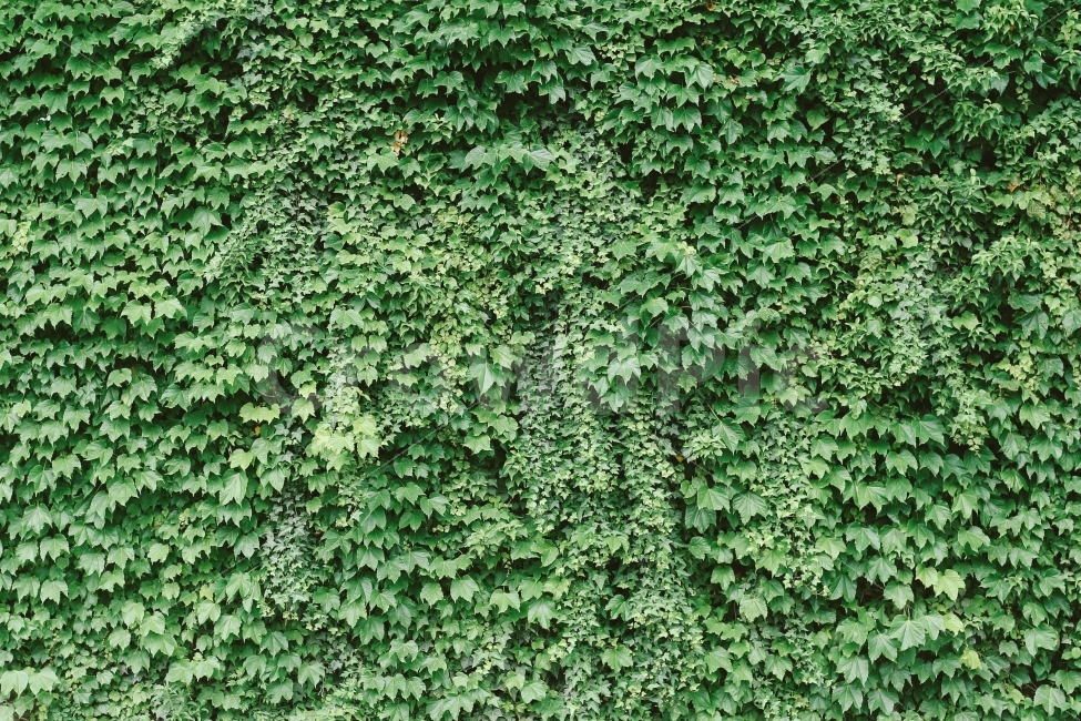 식물,녹색,텍스처,패턴,감성,green,plant,식물,자연,plants,nature,텍스처,질감,패턴,texture,pattern