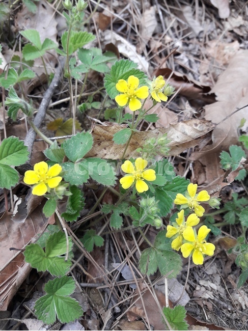꽃,봄꽃,식물,flower,봄,spring
