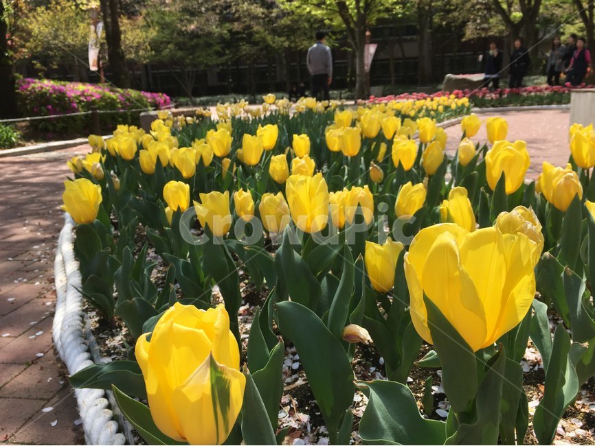 노랑,노란색,튤립,꽃,공원,화단,식물,자연,plants,nature,꽃,flower