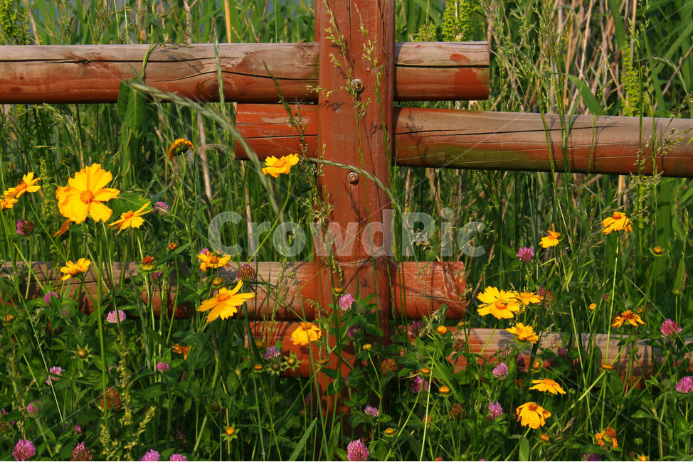 감성사진,자연,하늘,꽃,풍경,풍경사진,flower,sky,summer,nature,color,yellow,purple,green,자연,풍경,nature,landscape,식물,plants,꽃,flower,plant