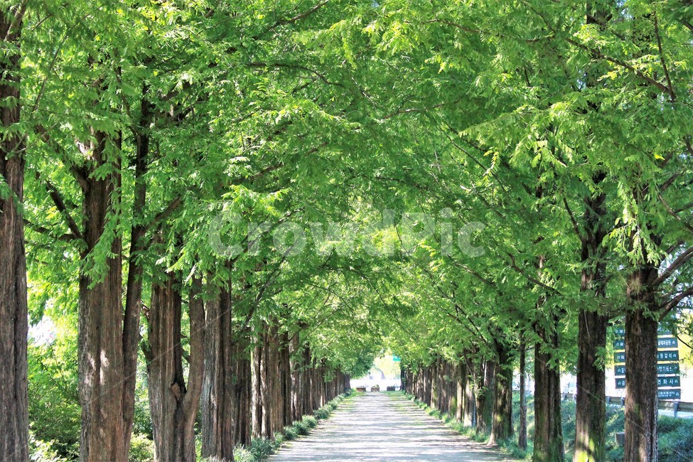 나무,대칭,메타쉐콰이어길,담양,초록,자연,풍경,nature,landscape,한국자연풍경,한국자연경관,korea nature landscape,식물,plants,나무,trees,wood,outdoors,옥외,garden,정원,arbour,정자