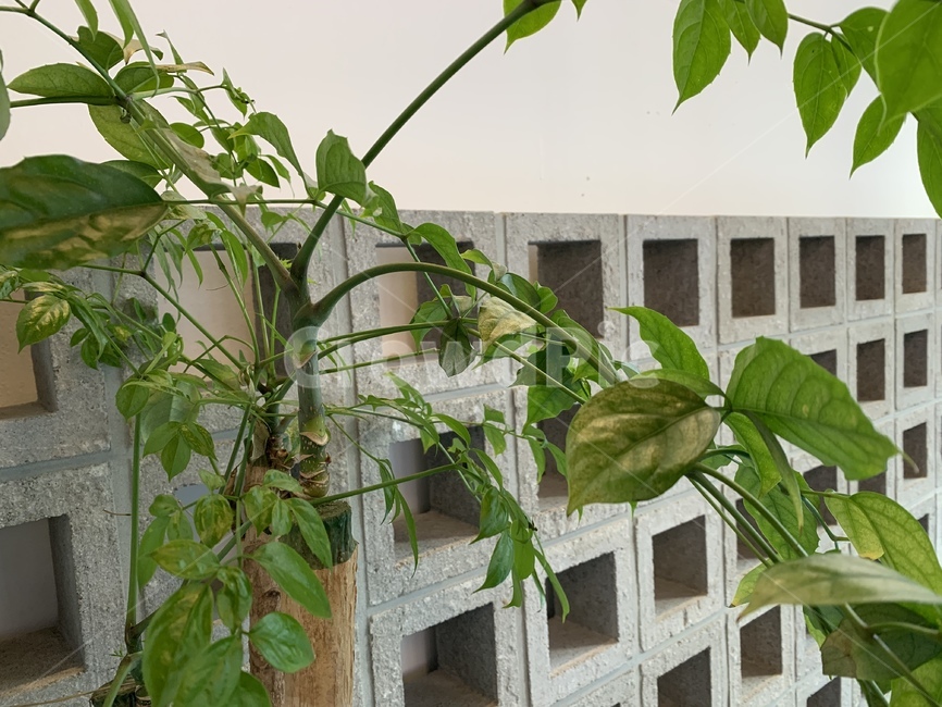 plant,식물,leaf,잎,도시농장,나무,식물원,공기정화,벽돌,콘크리트,concrete,심신안정,안정,정글