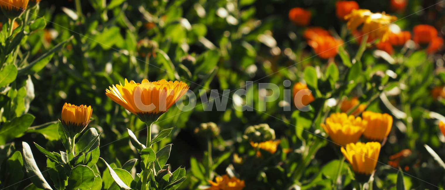 빈티지,노란꽃,spring,flowers,light,fresh,nature,봄,꽃,빛,신선함,자연,공원,green,감성사진,식물,자연,plants,nature,꽃,flower