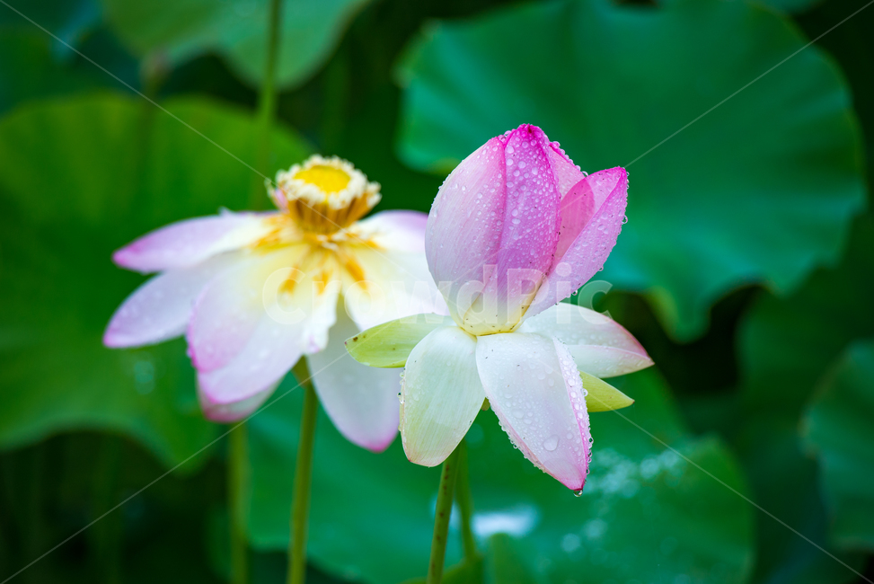 연꽃,lotus,여름꽃,flower,식물,plants,꽃