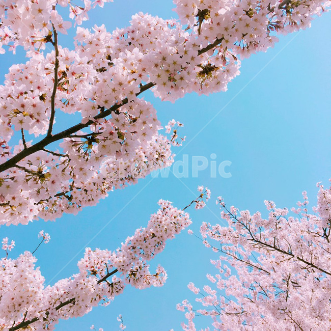 벚꽃,벚꽃축제,봄,낮,따스한,감성