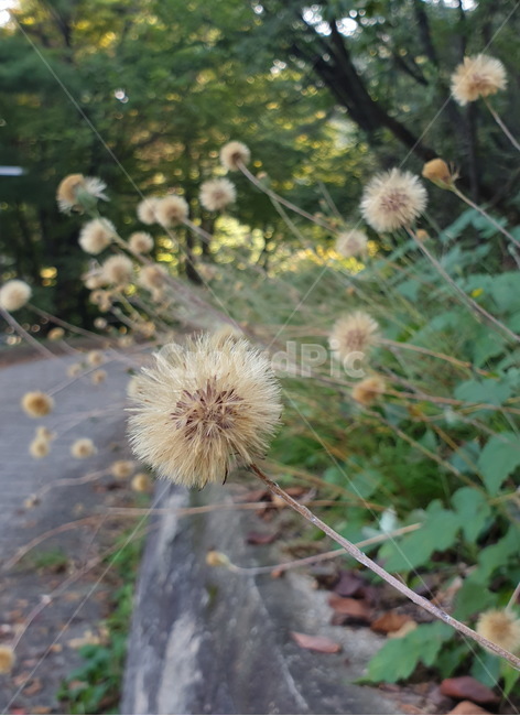 솜나물,홀씨,민들레,날아가는씨,씨앗,자연,산,식물,plant,flower,야생화,꽃