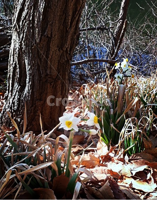 자연,꽃,한송이,흰색,가을,white,flower,식물,자연,plants,nature