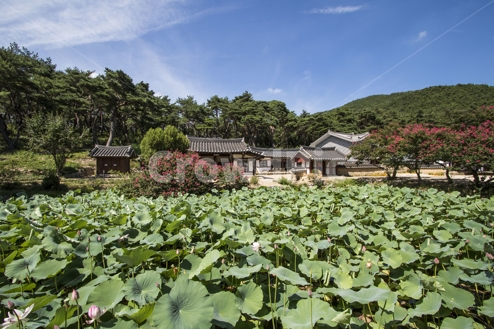 배롱나무,백일홍,연잎,한옥,지붕,처마,기와,전통가옥,기와지붕,기와집,전통,건물,연꽃,연,줄기,호수,연못,하늘,구름,꽃,배경,백그라운드,풍경,여름,동양,한국,자연,풍경,nature,landscape,한국전통,한국문화,korean traditional,korean culture,plant,식물