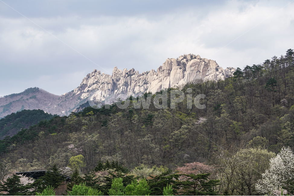 설악산,봄,울산바위,관광,강원도,seoraksanmountain,seoraksannationalpark,koreanmountain,spring,may,tour,ulsanbawirock,자연,풍경,nature,landscape,한국자연풍경,한국자연경관,korea nature landscape,tree,나무,plant,식물,outdoors,옥외,mountain,산,mountain range,산맥,abies,아비,fir,전나무