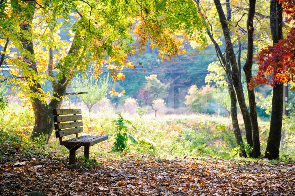 가을,낙엽,단풍,벤치,의자,빛,나무,하늘,감성,힐링,여행,가을,계절,fall,autumn,season,자연,풍경,nature,landscape,한국자연풍경,한국자연경관,korea nature landscape,식물,plants,나무,trees,wood,furniture,가구,bench,plant,tree