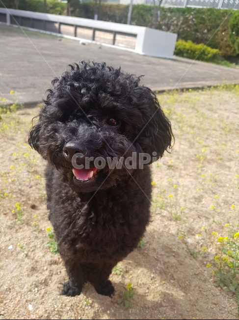 푸들,반려견,블랙푸들,강아지,애완동물,토이푸들,애완견,동물,animal,포유류,mammal,개,강아지,dog,doggy