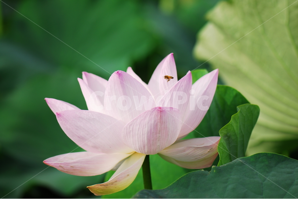 꽃,연꽃,관곡지,불교,여름,식물,자연,plants,nature,꽃,flower