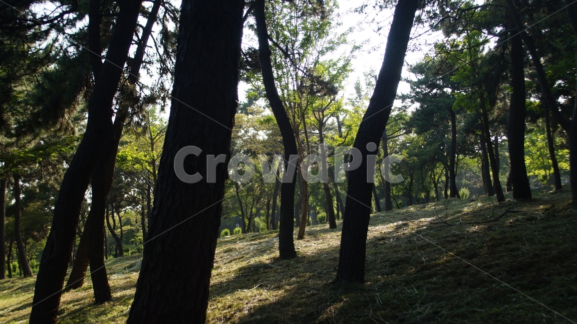 실루엣,나무,그림자,분위기,감각,감성,구도,햇살,자연,풍경,nature,landscape,식물,plants,나무,trees,wood,휴식,힐링,rest,relaxation,healing,tree,plant,tree trunk,나무 줄기
