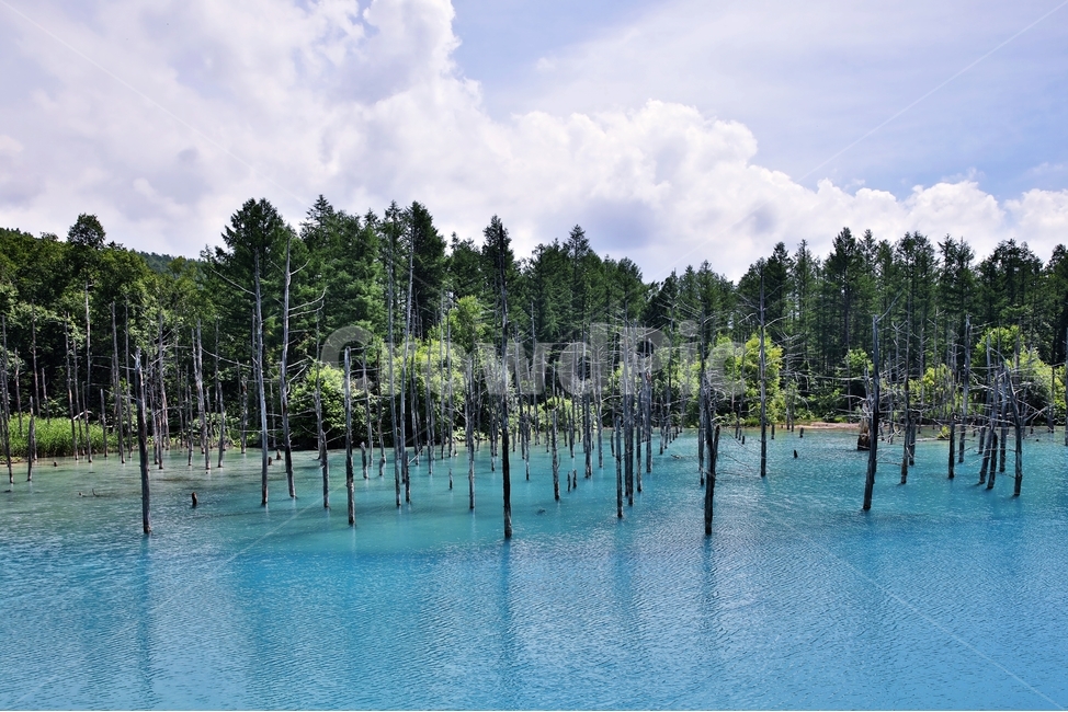 tree,나무,plant,식물,fir,전나무,abies,아비,삿포로,비에이,후라노,자연,풍경,nature,landscape