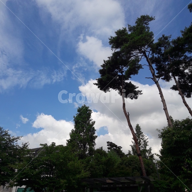 자연,하늘,소나무,나무,풍경,시골,tree,sky,nature,구름,cloud,낮,푸른,초록,초록색,뭉게구름,파란하늘,맑은하늘,맑은,cumulus,blue,skyblue