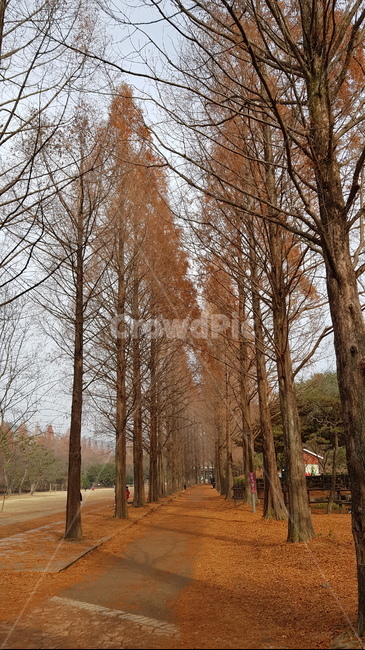 낙엽,메타세콰이아,가을,수목원,대칭,tree,plant