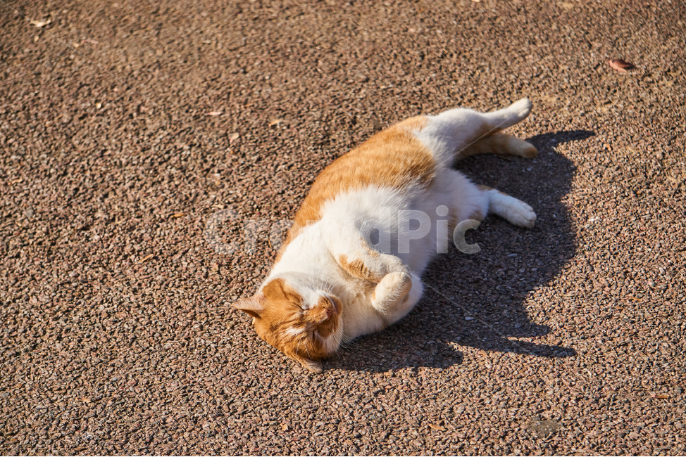 고양이,cat,pet,애완묘,애완동물,동물,animal,자연,nature,동물,animal,포유류,mammal,고양이,cat,kitten,kitty