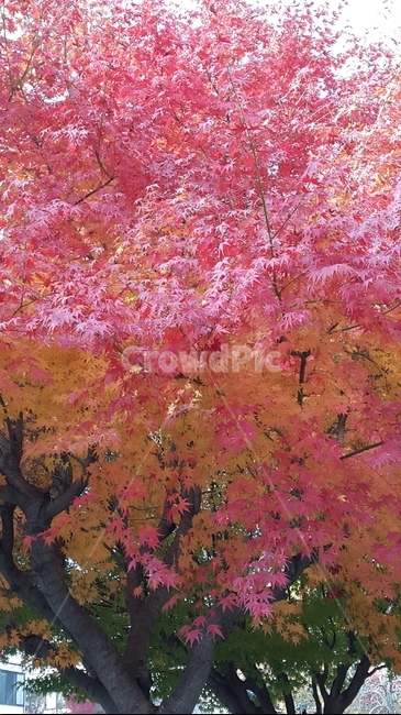 단풍,가을,나무,울긋불긋,단풍나무,가을단풍