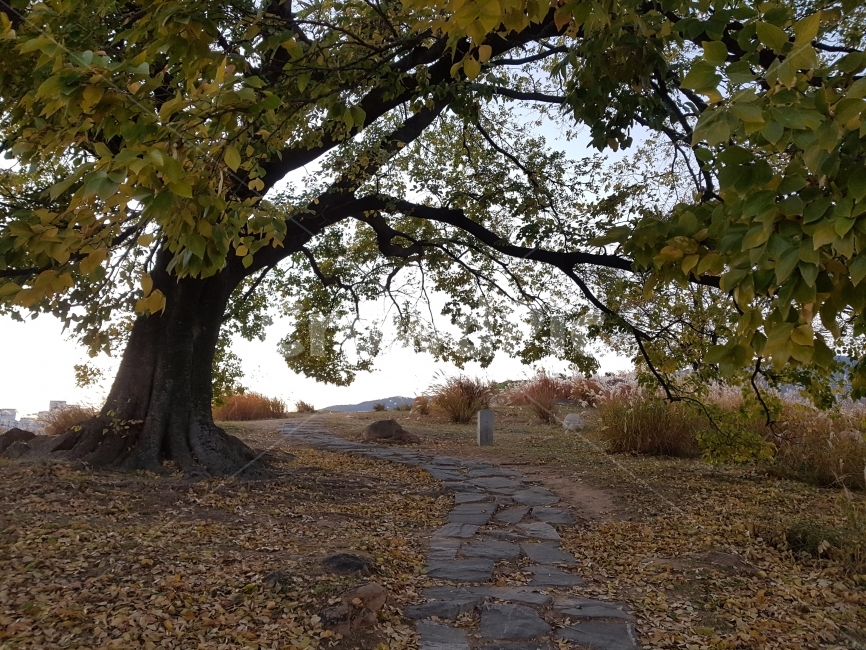 나무,낙엽,돌길,가을,언덕,tree,leaf,fall,FallenLeaves,DeadLeaves,leaves,StoneRoad,road,가을,계절,fall,autumn,season,식물,자연,plants,nature,나무,trees,wood,plant,tree trunk,나무 줄기,ground,바닥