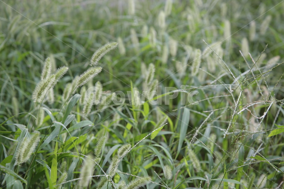 강아지풀,식물,풀,풀꽃,야생,자연,들풀,들식물,야생식물,plants,nature,감성,sensible,sensitive,힐링,healing,rkdmf