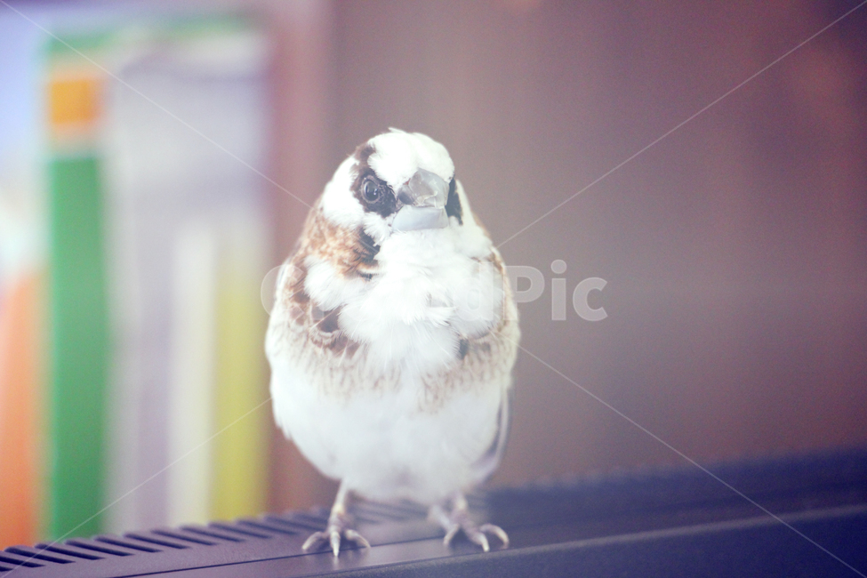 새,십자매,애완조,새대가리,조두,자유,탈출,새장탈출,동물,animal,조류,새,birds