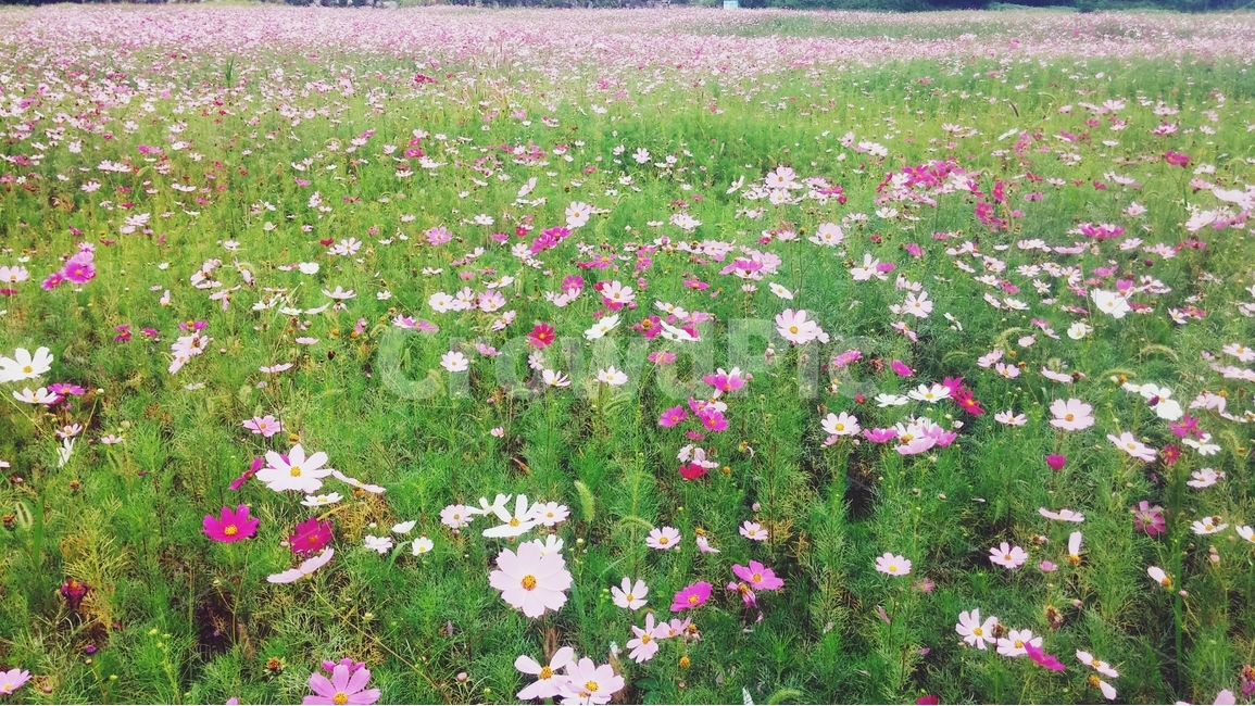 코스모스,꽃,꽃밭,식물,자연,가을,계절,fall,autumn,season,식물,자연,plants,nature,꽃,flower,plant,field,들,grassland,목초지,outdoors,옥외,farm,농장,rural,농촌