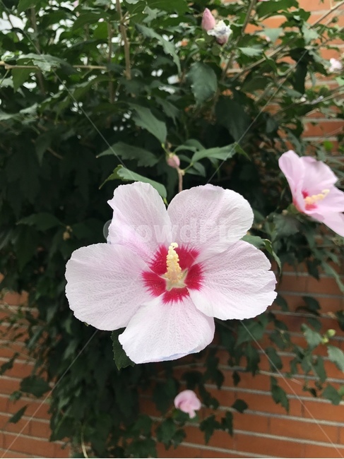 Rose of Sharon flower,nature,plant,Rose of Sharon,flower