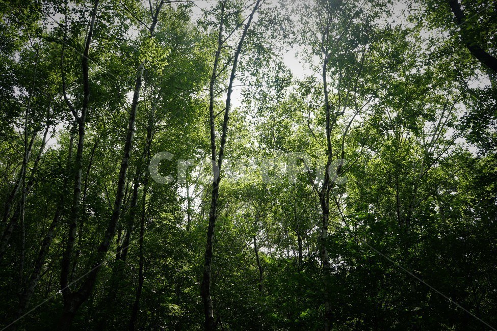 나무,초록,그늘,숲,신록,woods,green,shadow,forest,자연,nature,힐링,휴식,시원함,고요함,healing,relaxation,cool,calm,forestbathing,freshness,자연,풍경,nature,landscape,vegetation,초목,plant,식물