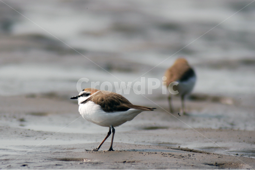 습지,새,생태,조류,갯벌,철새,동물,animal,조류,새,birds