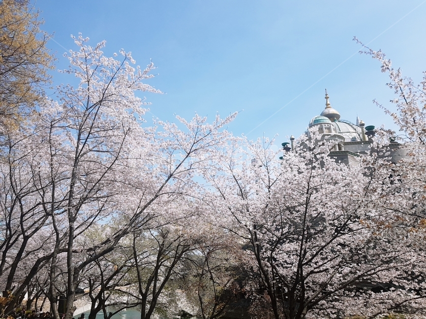봄,벚꽃,공원,하늘,sakura,spring,flower,봄,계절,spring,season,plant,식물,blossom,꽃