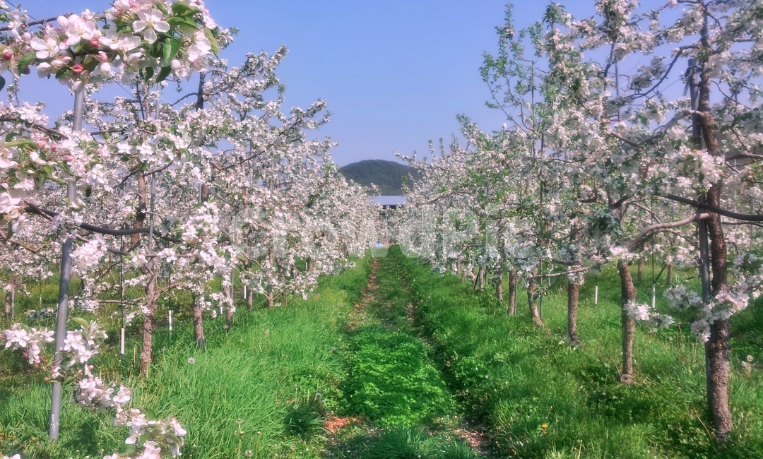 사과꽃,꽃,사과나무,봄꽃,과수원,봄,flower,blossom,appletree,만개,꽃송이,분홍꽃,식물,자연,plants,nature,꽃,flower