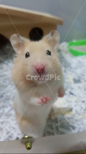 골든햄스터,hamster,햄스터,goldenhamster,정면사진,놀람,surprised,cute,귀여움,귀여운,동물,animal,smallanimal,작은동물,pet,펫,애완동물,정면,햄스터정면,설치류,Rodent,쥐,mouse,front