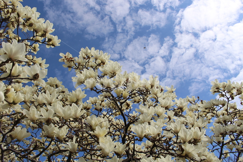 봄,목련,하늘,맑음,봄꽃,나무,하얀꽃,식물,봄,계절,spring,season,식물,자연,plants,nature,꽃,flower,plant