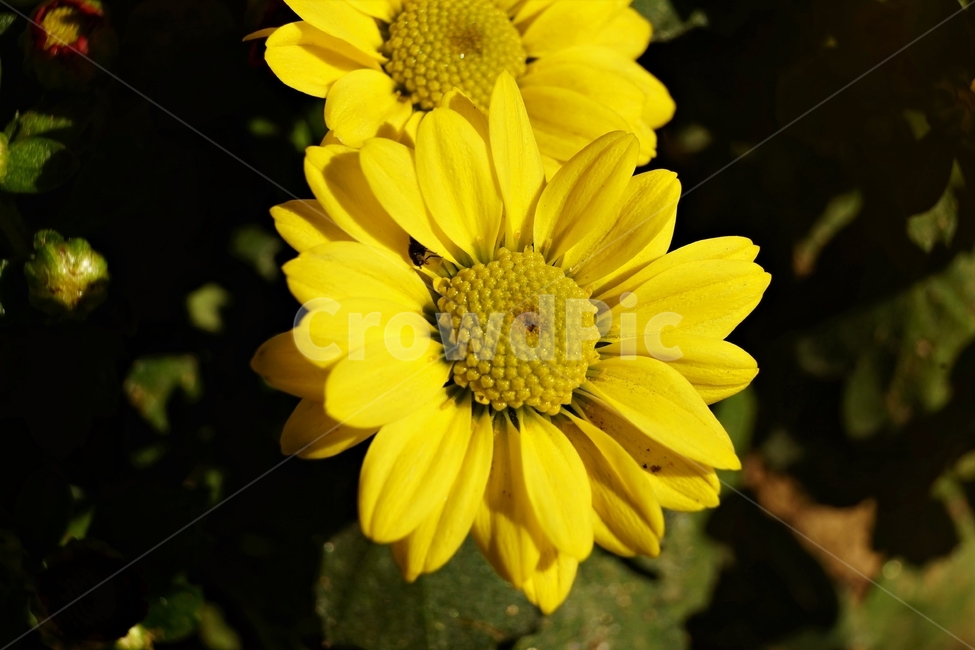 꽃,아름다움,정원,식물,자연,flower,bloom,beauty,plant,nature노랑,꽃잎,향기,beautiful,식물,자연,plants,nature,꽃,flower