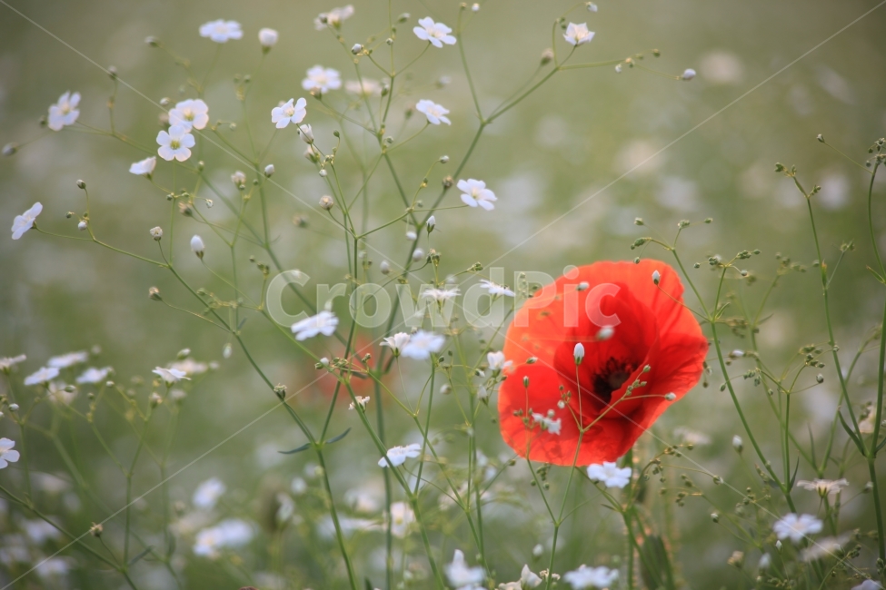 꽃,양귀비꽃,양귀비꽃과안개꽃,봄꽃,아름다운꽃,식물,자연,plants,nature,꽃,flower