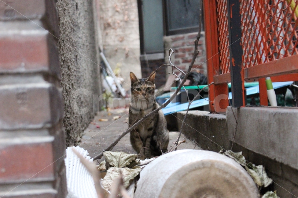 길고양이,고양이,유기묘,캣대디,캣맘,동물,animal,고양이,cat,kitten,kitty,포유류,mammal