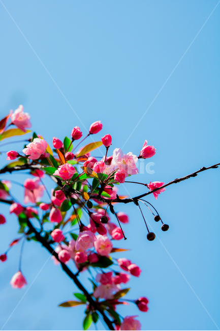 꽃,flower,기다림,봄날,파란하늘,여유,여백,기대감,배경,식물,자연,plants,nature,꽃,flower