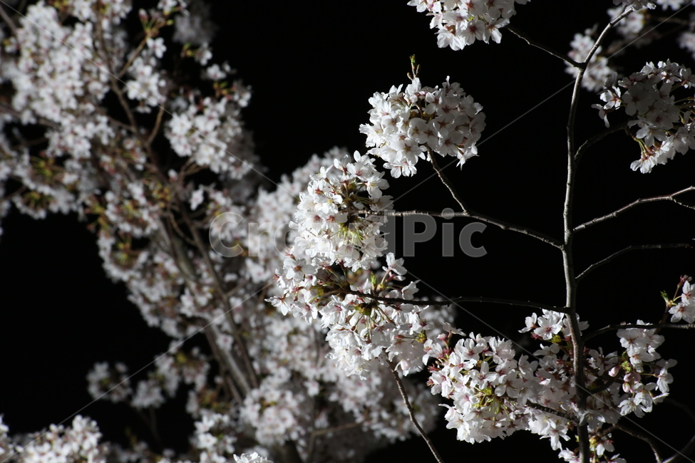봄,야경,벚꽃,흰색,야간촬영,봄,계절,spring,season,식물,자연,plants,nature,꽃,flower,plant,cherry blossom,blossom