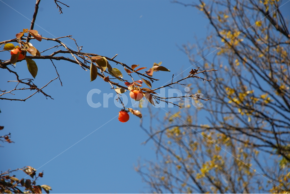 plant,식물,fruit,과일,food,음식,감,가을,과일,열매,fruit