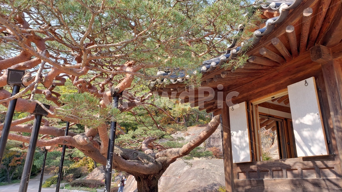 한옥,석파정,자연,hanok,koreantraditionalhouse