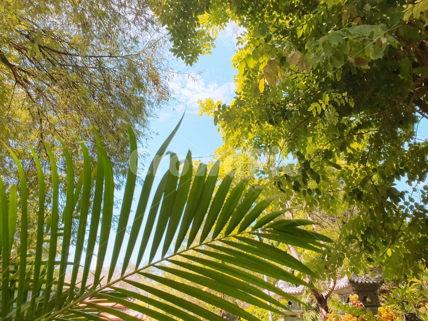 tree,나무,식물,하늘,자연,vegetation